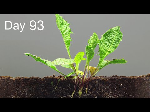 Dandelion Growing From Seed 90 Days Time Lapse Unexpected