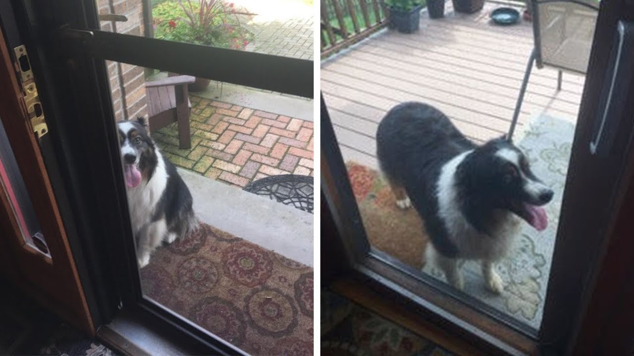 When A Family Saw This Strange Dog Barking At The Door, They Soon Realized The Reason He Was There