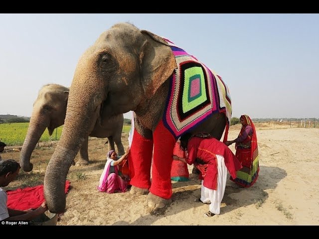 People Are Knitting Giant Sweaters For Elephants, And They’re Impossibly Cozy