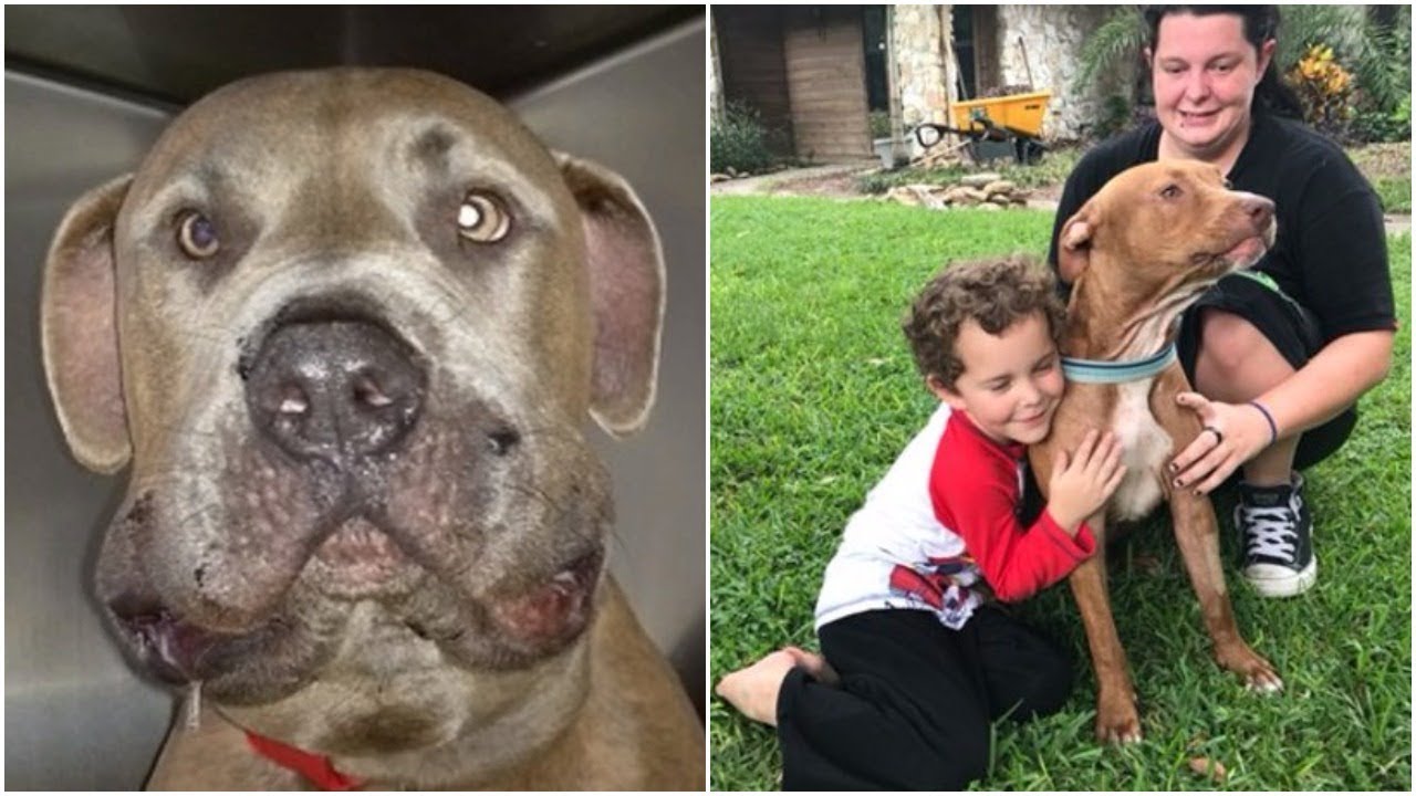 This Grandma Left The Kids Playing In Her Yard. Then She Heard Two Pit Bulls Frantically Barking