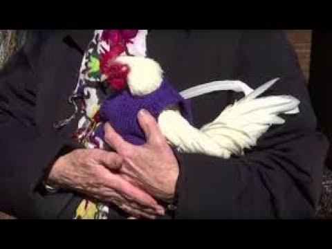 These Women Knit Tiny Sweaters For Chickens   And The Cozy Clothing Could Have A Lifesaving Impact