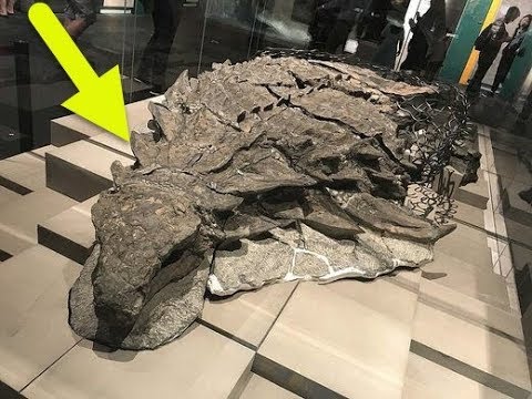 Canadian museum unveils perfectly preserved 2,500lb dinosaur mummy of ancient 18 foot long Nodosaur