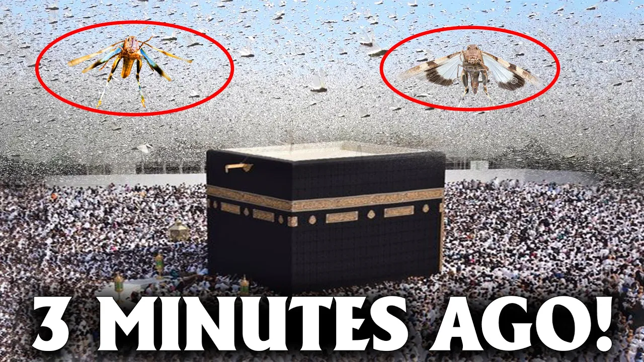 Strange Insects Invade The Kaaba in Mecca! Is This A Warning For Everyone?