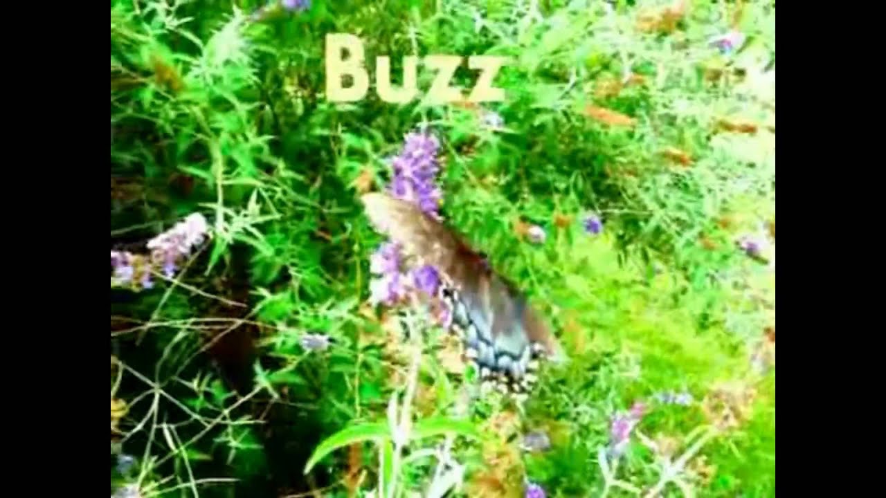 Buzz (Original Piano HD Version)
