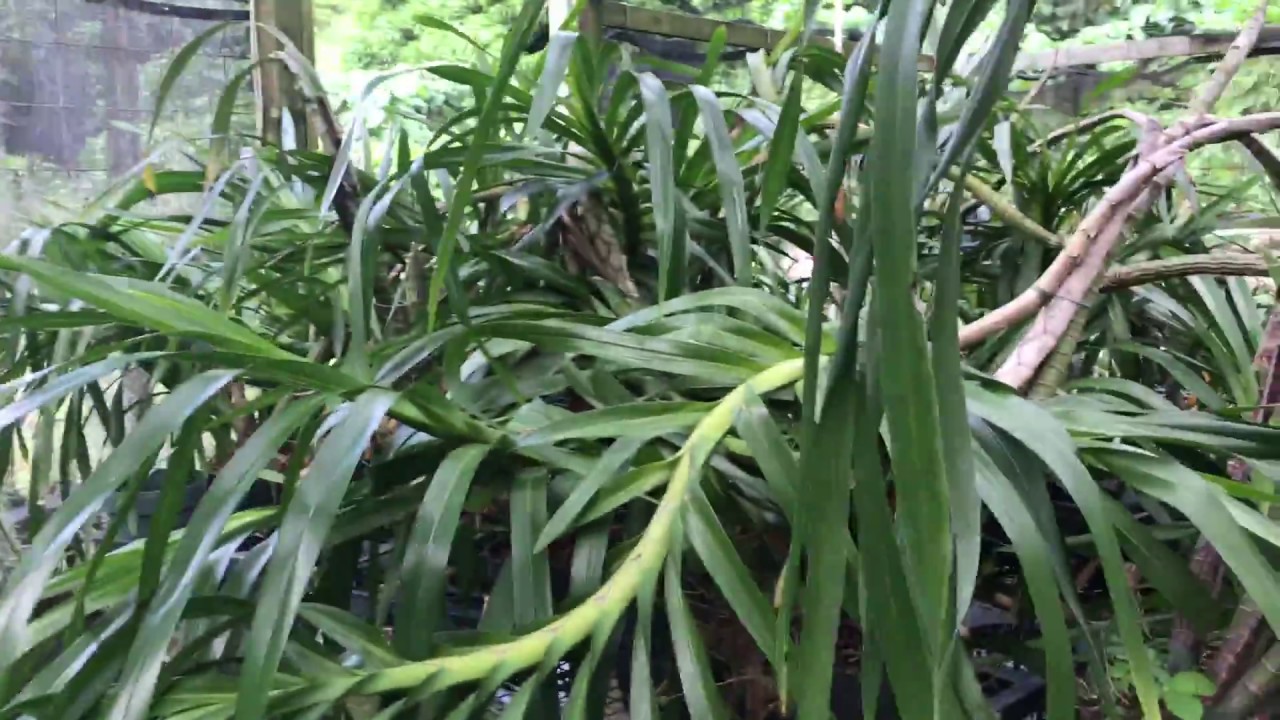 Hawaiian Plants in Greenhouse
