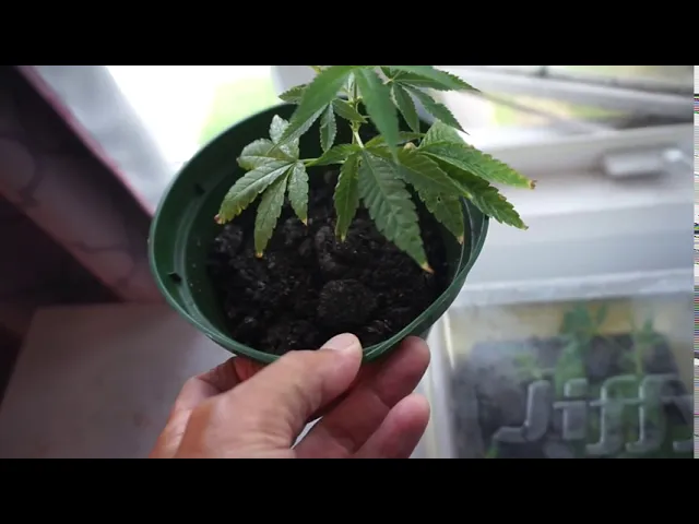 Marijuana Clones With A Mini Greenhouse
