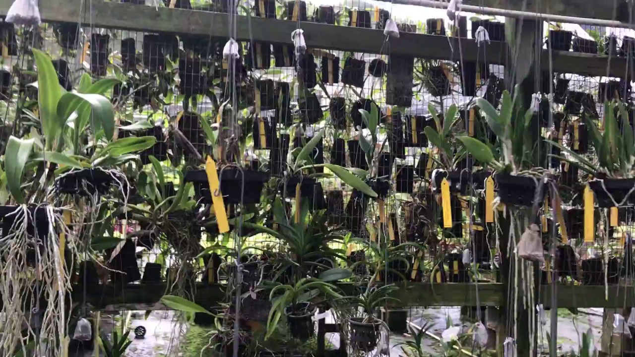 Hawaiian Air Plants and More in Greenhouse