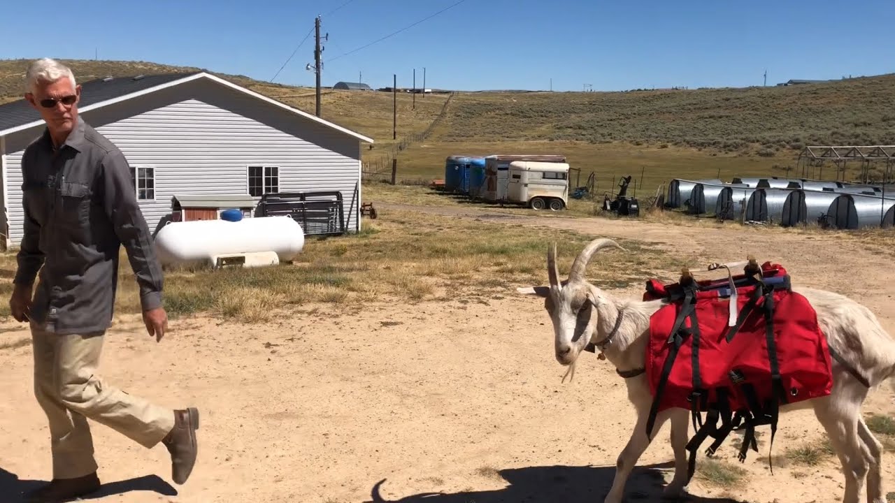 He ate ate my socks!?!? Packing with goats-High Uinta Pack Goats