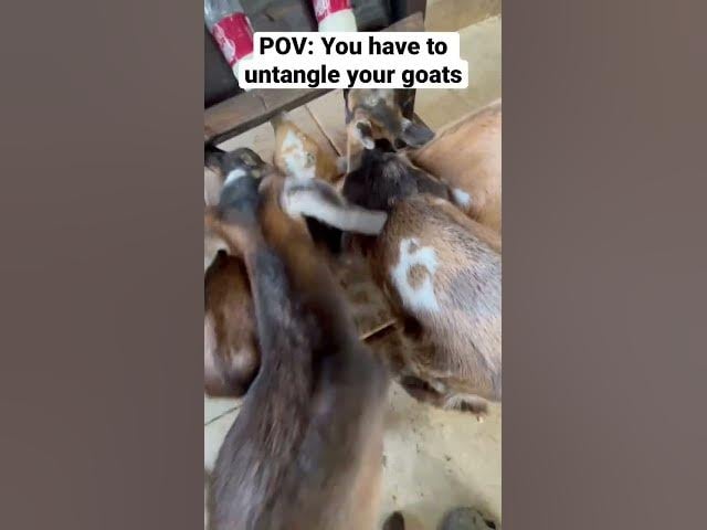 Untangling Baby Goats