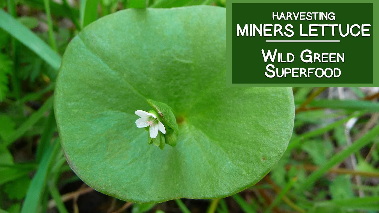 Harvesting Miners Lettuce, A Wild Green Superfood