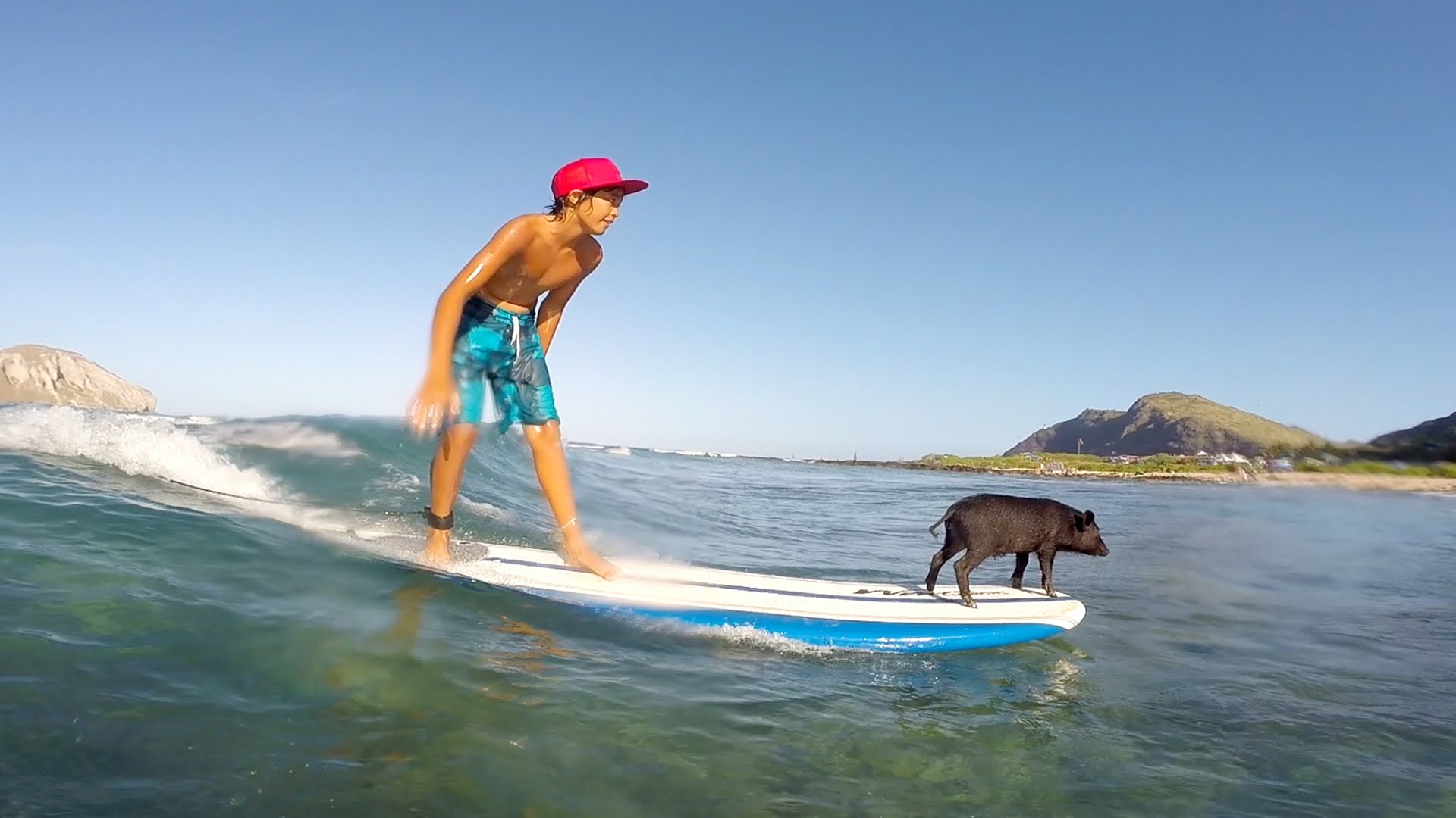 GoPro: Baby Pig Goes Surfing in Hawaii