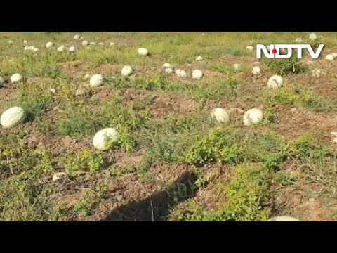 The Great Water Melon Lockdown Rot