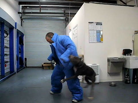 How to Train a Dog for Protection - Level 3