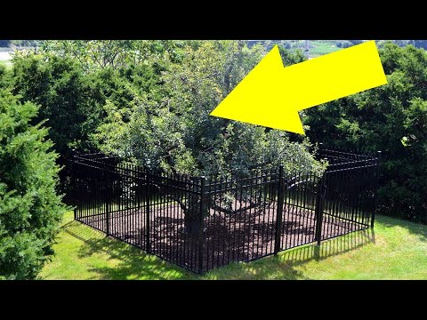They Built A Fence Around This Tree Decades Ago, And Touching It Will Land You In A World Of Trouble