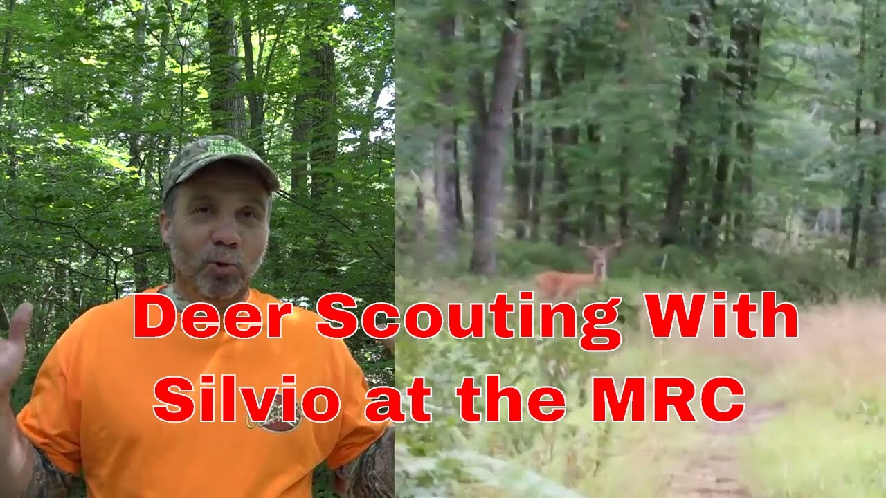 Deer Scouting with Silvio at the MRC
