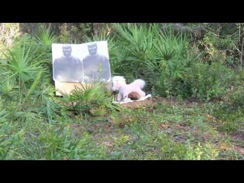 My Pink Pony meets Mr. Tannerite