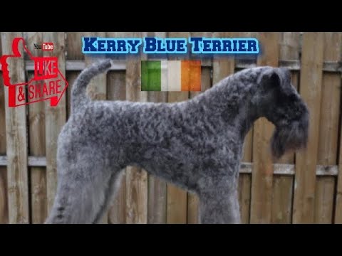 Kerry Blue Terriers - Youlia Anderson | HOD #7