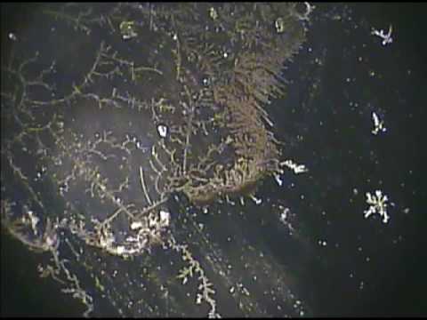Strange Fungus removed with MMS