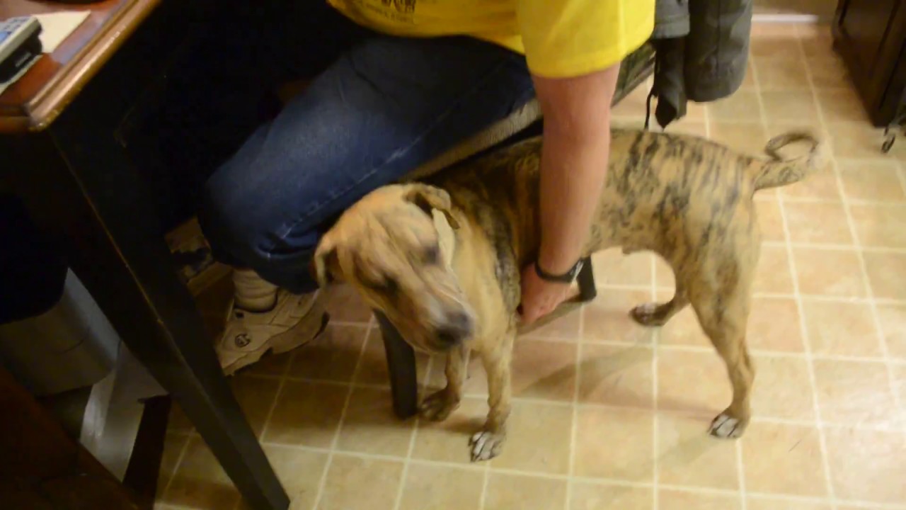 Dog Whispering the Puppy
