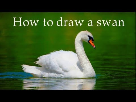 How to draw a Swan step by step, #Kids, #YouTubeKids