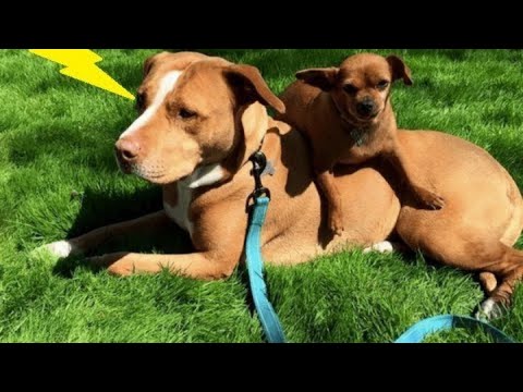 They Went To Adopt A Lovely Pit Bull And Discovered That She Wouldn’t Leave Without Her Best Friend!
