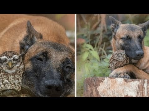 Tiny owl needs protection, becomes best friends with giant German Shepherd to look after him#youtube