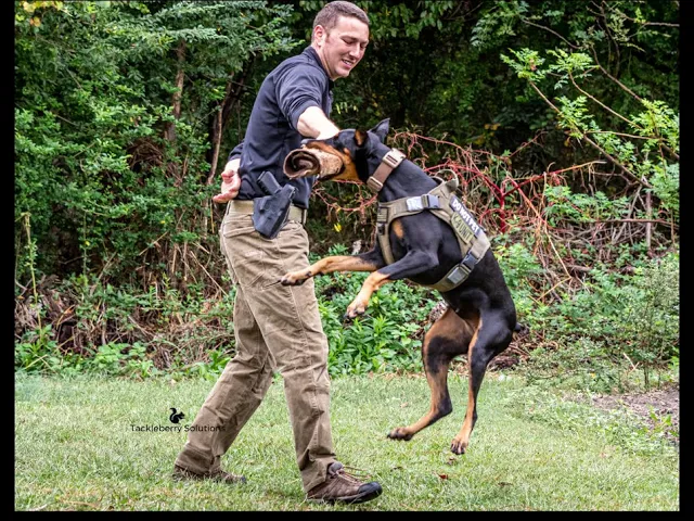 Home defense: Protection Dogs 2