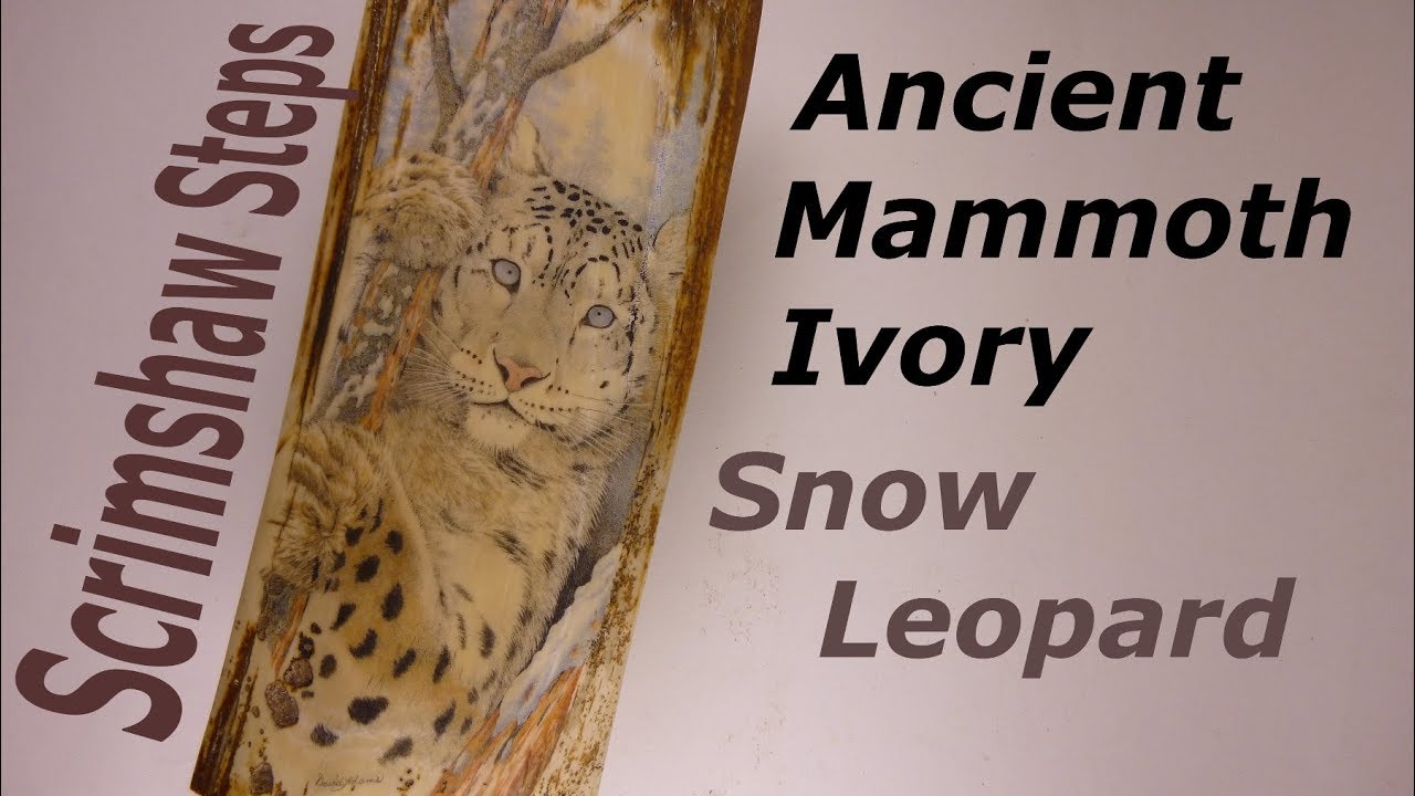 Scrimshaw Steps by Adams - Snow Leopard 1