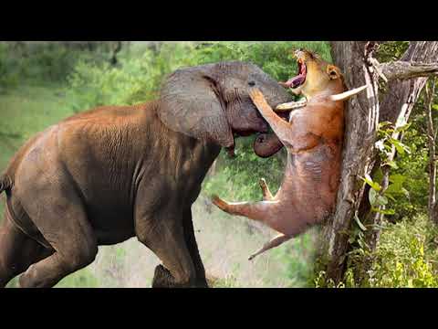 KING of the jungle - THE ELEPHANT