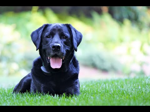 Black Dog by Katie Hims