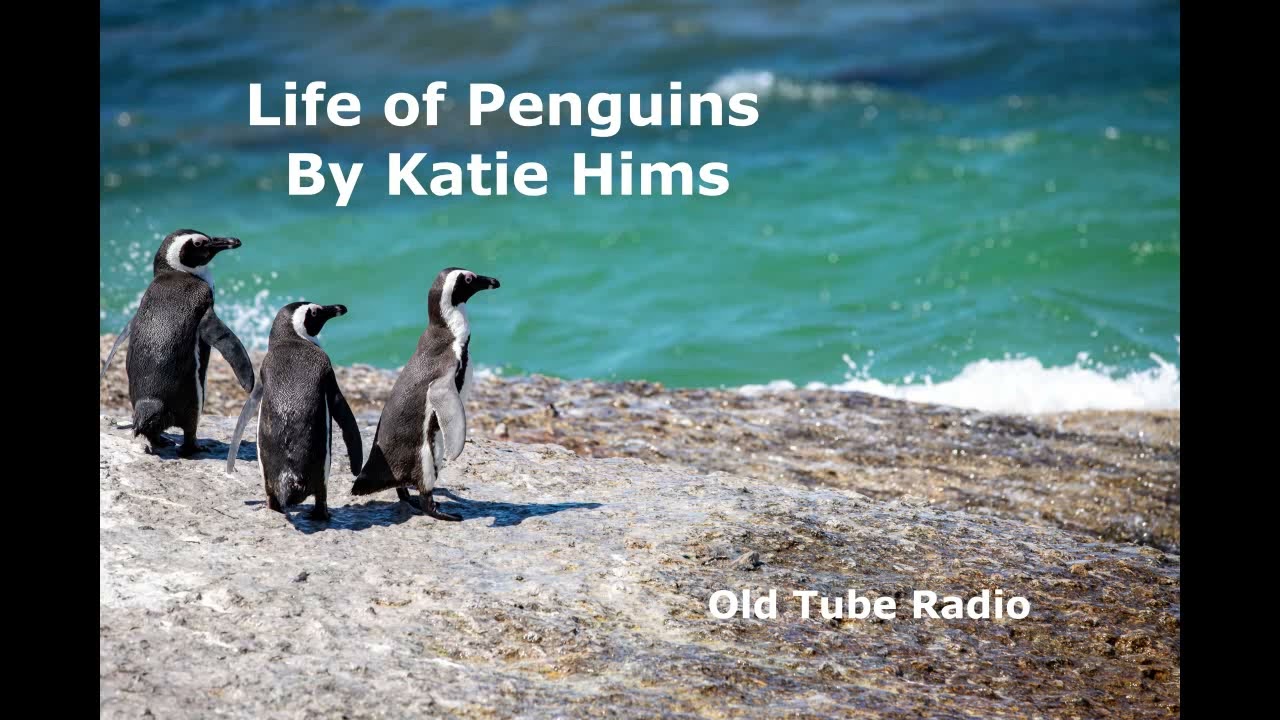 Life of Penguins by Katie Hims