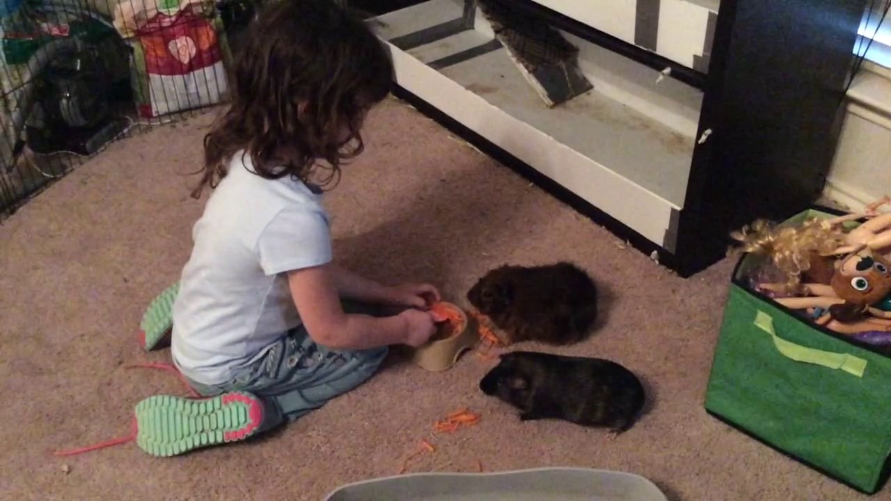 Guinea Pigs Eating Carrots From A Spoon