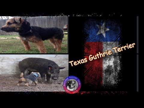 Episode 99: Texas Guthrie Terrier  - Monty Hanson