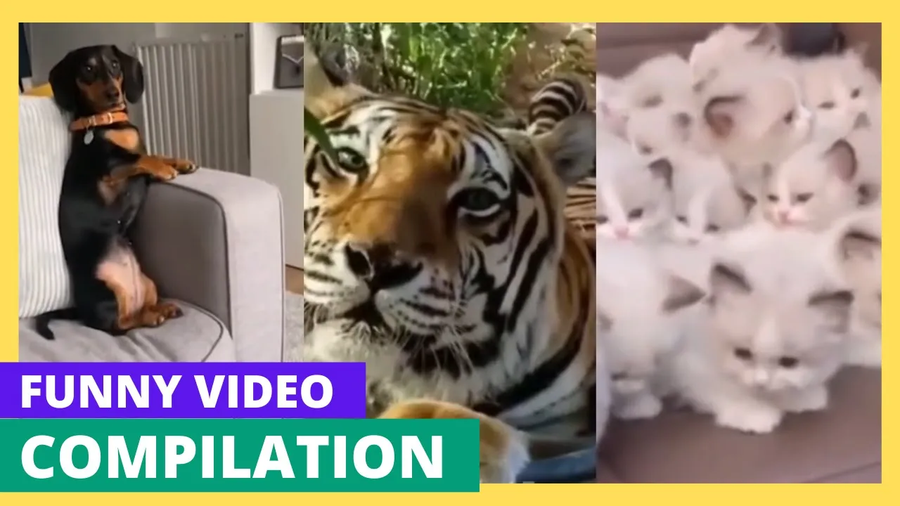 video of funny animals that are sure to give you a good laugh. Share it with your friends.