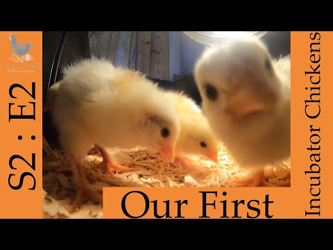 S2:E2- Our First Incubator Baby Chicks!