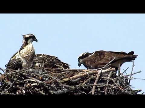 Osprey in nest with offspring feeding