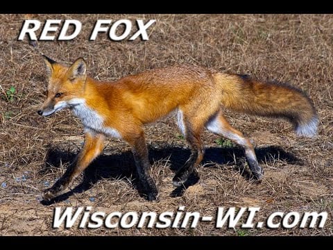 Central Wisconsin Red Fox Pups / Puppies Playing – Wildlife WI