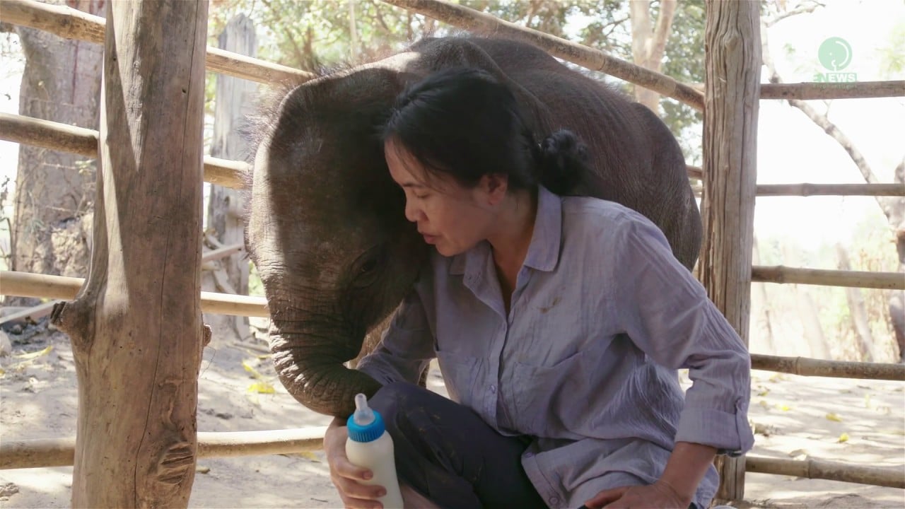 Lullaby To Starving Orphan Baby Elephant In Myanmar - ElephantNews