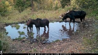 Utah Shiras Moose — Browning Recon Force Full HD Trail Camera