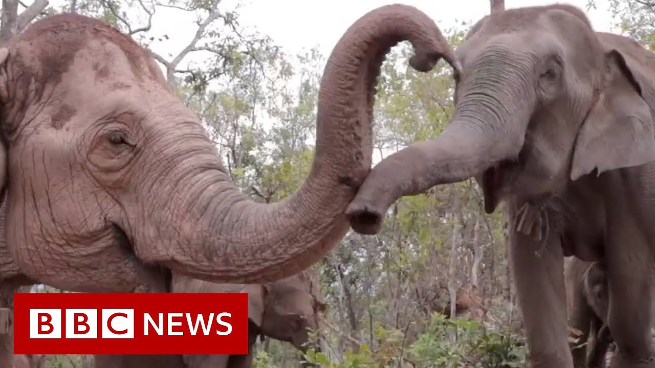 Elephants flee to survive coronavirus starvation - BBC News