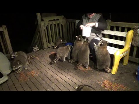 Canada Thanksgiving 2021 Small Mob of Thirteen Raccoons