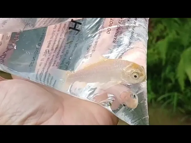 Two White Baby Koi for the Pond