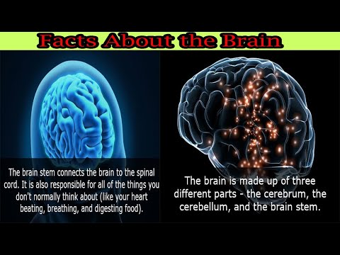 Facts About the Brain You Didn’t Know|amazingfacts#factsdaily