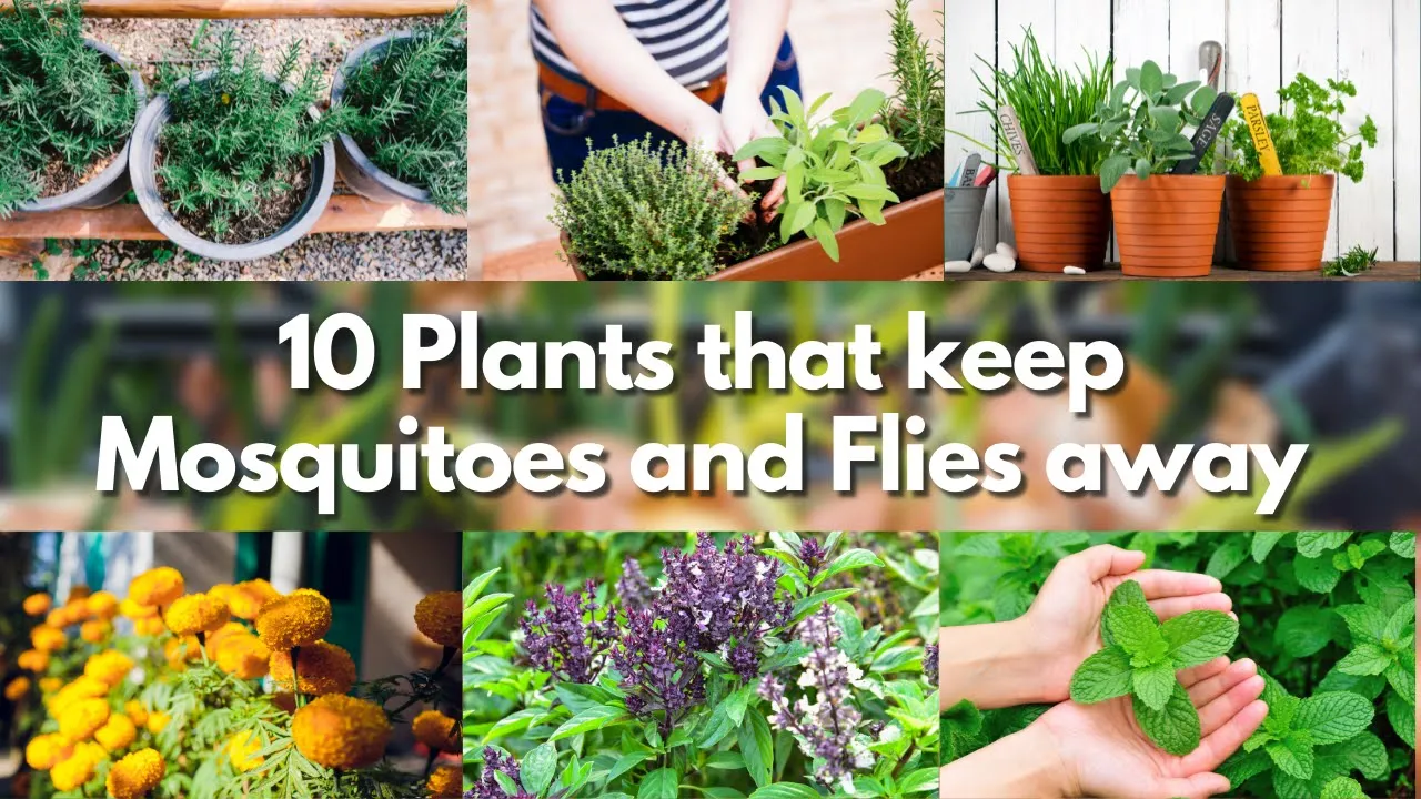 10 Plants that keep Mosquitoes and Flies away 🍃🦟 mosquito repellent plants 🍃🦟