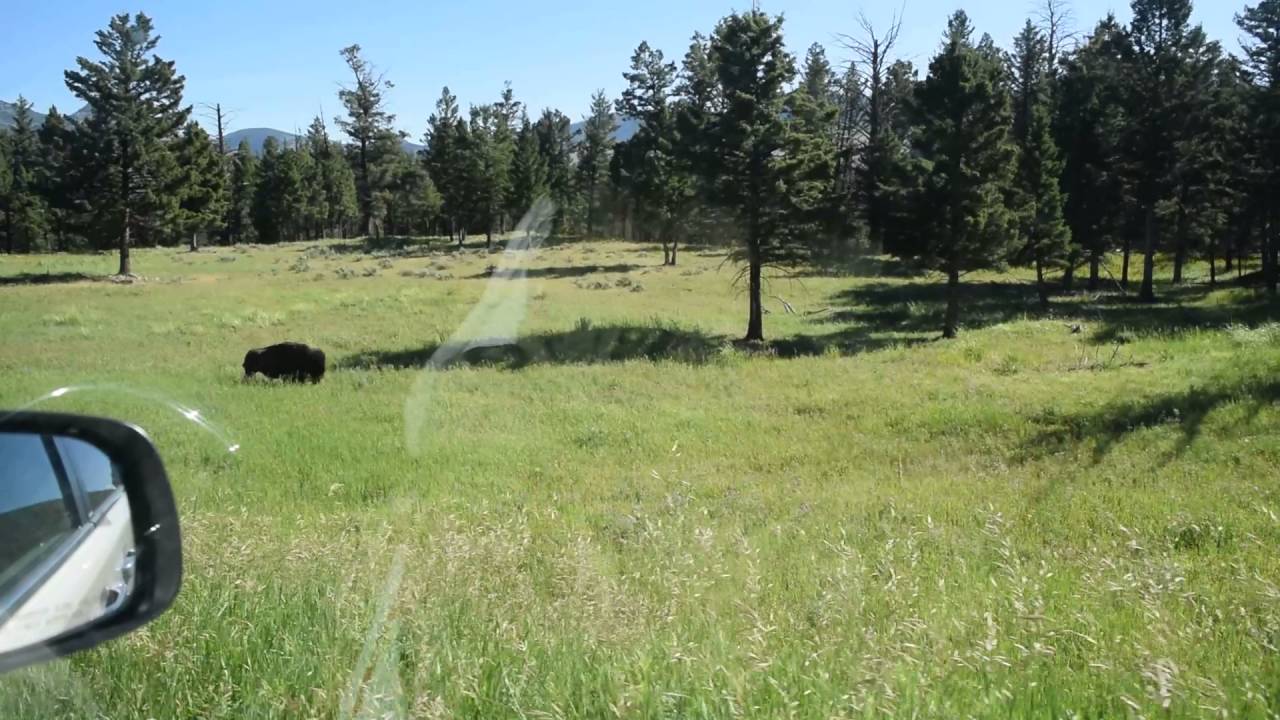 Wild Buffalo of Yellowstone National Park