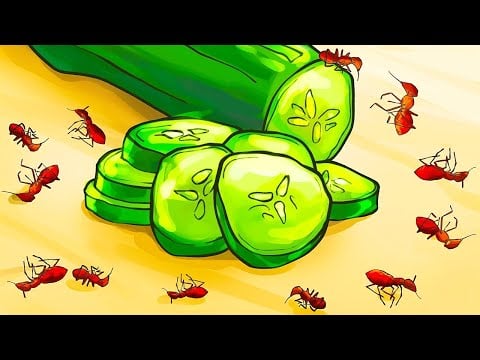 How to Get Rid of Ants Fast Naturally   DIY trick