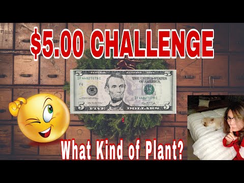 $5.00 Challenge | Failed or Passed?