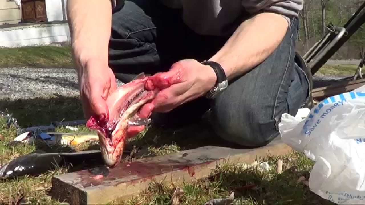 How to clean cook and eat trout