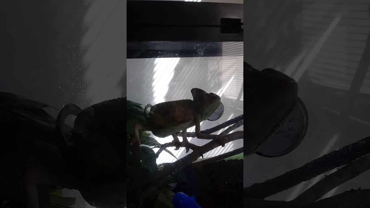 Chameleon asking to get out of Cage