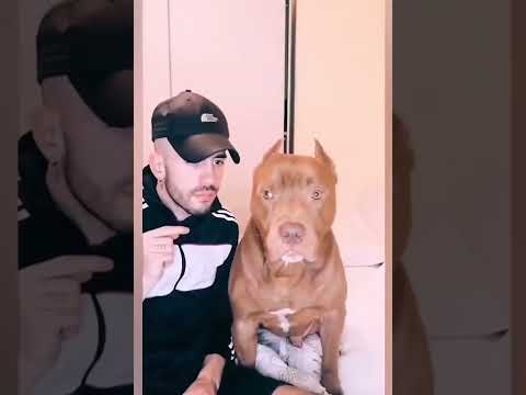 The best funny animal videos 2022 🤣 - The funniest dog videos 🐶
